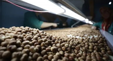 Doğu Karadeniz'de Fındık İhracatında Yükseliş: Fındık İhracatı Yılın İlk Çeyreğinde 419 Milyon Doları Geçti