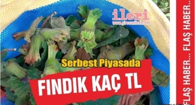 Giresun’da fındık fiyatlarının yükselişi sürüyor! Serbest piyasada fındık fiyatları bugün ne kadar?