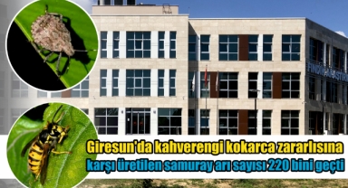 Giresun'da kahverengi kokarca zararlısına karşı üretilen samuray arı sayısı 220 bini geçti