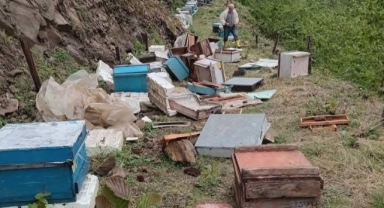 Giresun’da Kış Uykusundan Uyanan Ayılar Köylere İndi! Arıcılar Mallarını ve Canlarını Korumaya Çalışıyor