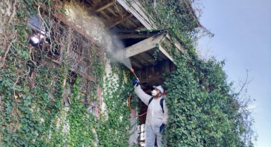 Kahverengi Kokarcaya Karşı Yoğun Mücadele: Giresun ve Ordu'da İlaçlama Çalışmaları Sürüyor