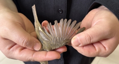 Küresel ısınma kuşların göç hareketlerini de etkiledi