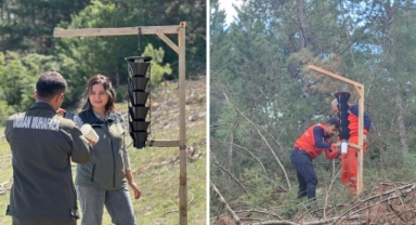 Ormanları kurutan böceğe karşı sıkı önlem
