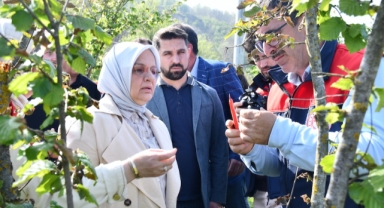 Zirai dondan etkilenen tarım arazilerinde inceleme yapıldı