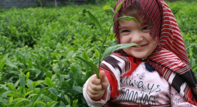 Açıklanan çay taban fiyatı Rizelileri böldü