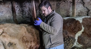 Alucra'da büyükbaş ve küçükbaş hayvanlar aşılandı