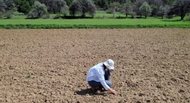 Alucra'da tarımsal ürünlerin arazi kontrolleri yapılıyor