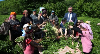 Artvin'de geleneksel çay hasadı etkinliği düzenlendi