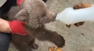 Artvin’de köylüler tarafından bulunan yavru ayı ekiplere teslim edildi   