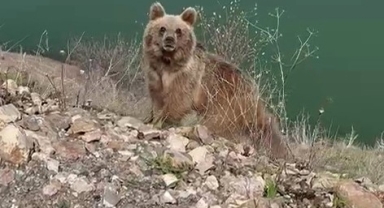 Ayıyı görüntülemek istedi, az kalsın canından oluyordu