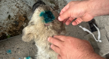 Bu kez insan köpeği ısırdı