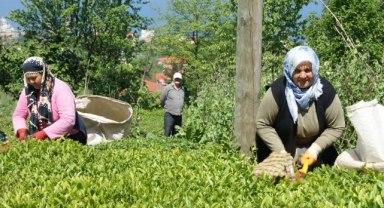 ÇAYKUR Giresun’da 20 Mevsimlik İşçi Alacak