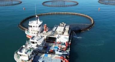 Doğu Karadeniz'de somon hasadı başladı