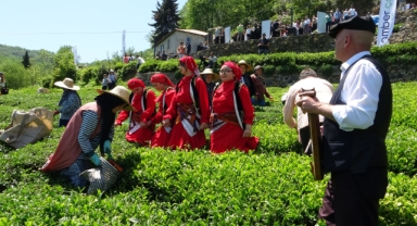 Dünyanın en kaliteli fındığının üretildiği Giresun’da kemençe eşliğinde çay hasat şenliği yapıldı