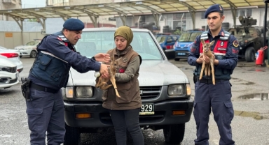 Espiye'de Yaralı Karacalar Koruma Altına Alındı