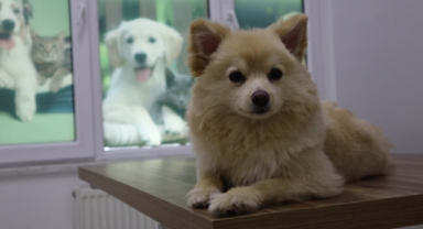 Evcil hayvan sahipleri dikkat: Yaz mevsiminde bunlara dikkat etmek hayati önem taşıyor   