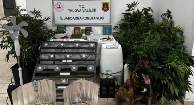 Evinde uyuşturucu yetiştiren şüpheli tutuklandı