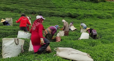 Eynesil'de çay sezonu açılıyor: Öncü mahalleler belli oldu