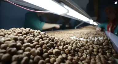 Fındık Ticareti Hız Kesmiyor: Ticaret Borsalarında 8 Ayda Yarım Milyon Tondan Fazla Fındık İşlem Gördü