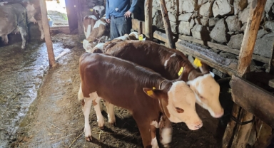 Giresun’da 2024 Yılı 1. Dönem Buzağı/Malak Desteği Ödemeleri Başladı! Kimlik ve Vergi Numarasına Göre Destek Ödeme Günü Ne Zaman?