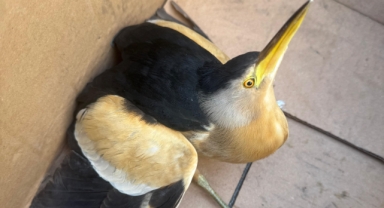 Giresun'da Balaban kuşu koruma altına alındı