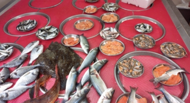 Giresun'da balık fiyatları bugün ne kadar?