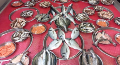 Giresun'da balık fiyatları bugün ne kadar?