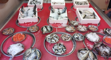 Giresun'da balık fiyatları bugün ne kadar?