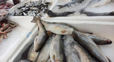 Giresun'da balık fiyatları bugün ne kadar?