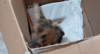 Giresun'da jandarmanın bulduğu yavru karaca koruma altına alındı