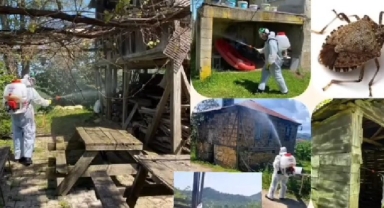 Giresun’da Kahverengi Kokarcaya Karşı Seferberlik Sürüyor!