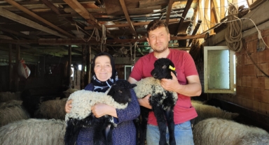 Giresun'da Kuzu/Oğlak Desteği Ödemeleri Başladı: Küçükbaş Üreticisine Nakit Destek! Tarihler Belli Oldu