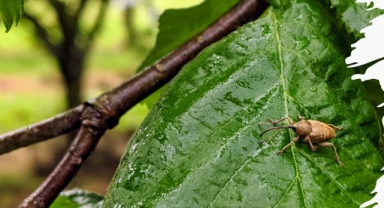 Giresun İl Tarım ve Orman Müdürlüğü’nden Fındık Üreticilerine Zararlılarla Mücadele Uyarısı: İlaçlama Takvimi Açıklandı
