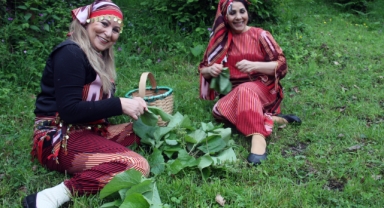 Giresun’un şifa kaynağı: Yılda 2 ay yetişiyor, turşusu yapılıp yıl boyunca tüketiliyor   
