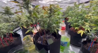 İklimlendirme sistemi ile evini kenevir tarlasına çevirdi