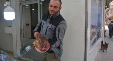 Karadeniz'de balıkçı ağlarına 5 kiloluk kırlangıç balığı takıldı