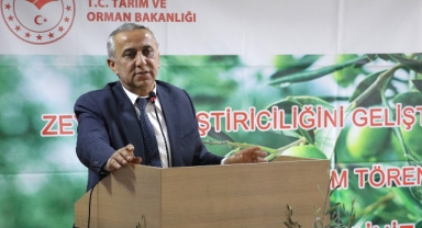Karadeniz’in o kentinde zeytin yetiştiriciliği yeniden canlanıyor