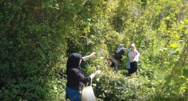 Karadeniz'in Yeşil Altını: Kırçan Sezonu Başladı