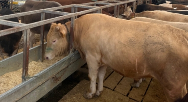 Kayıtlı Hayvan Sağlıklı Kurban: Giresun İl Tarım ve Orman Müdürlüğü’nden Kurbanlık Alacaklara Önemli Uyarılar!