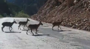 Koruma altındaki türler Gümüşhane’de görüntülendi: Vaşak ve dağ keçileri yollara indi