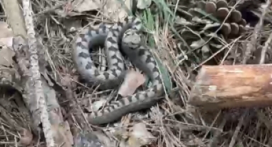 Nadir görülen zehirli boynuzlu engerek yılanı Bolu’da görüntülendi