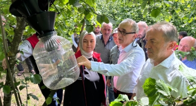O ilçede kahverengi kokarca ile mücadele için 145 tuzak asıldı