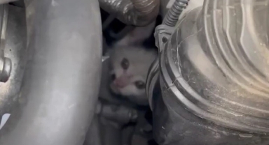 Otomobilin motoruna sıkışan yavru kedi kurtarıldı
