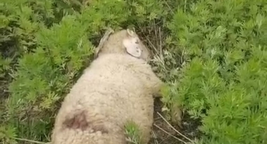 Sinop'ta başıboş köpekler 2 küçükbaş hayvanı telef etti