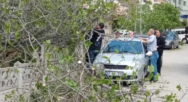 Sokak’ta Devrilen Ağaç Paniğe Neden Oldu