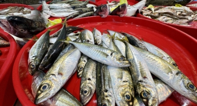 Trabzonlu balıkçıların tezgahlarını mezgit ve istavrit süslüyor