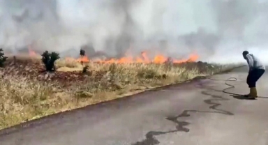 Anız yangını ormanlık alana sıçradı
