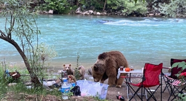 Anne ayı ve yavruları piknik sofrasına konuk oldu
