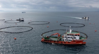 Doğu Karadeniz'in 5 aylık su ürünleri ihracatı 69,8 milyon doları aştı