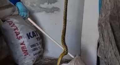 Evinde yakaladığı 2 metrelik yılanı zarar vermeden alıp doğaya bıraktı
